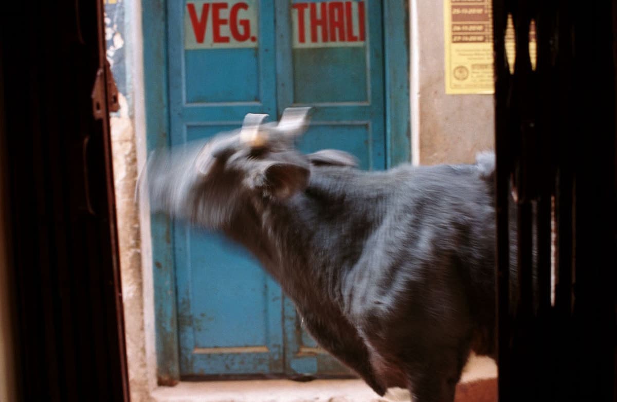 インドの旅写真_バラナシの路地の牛