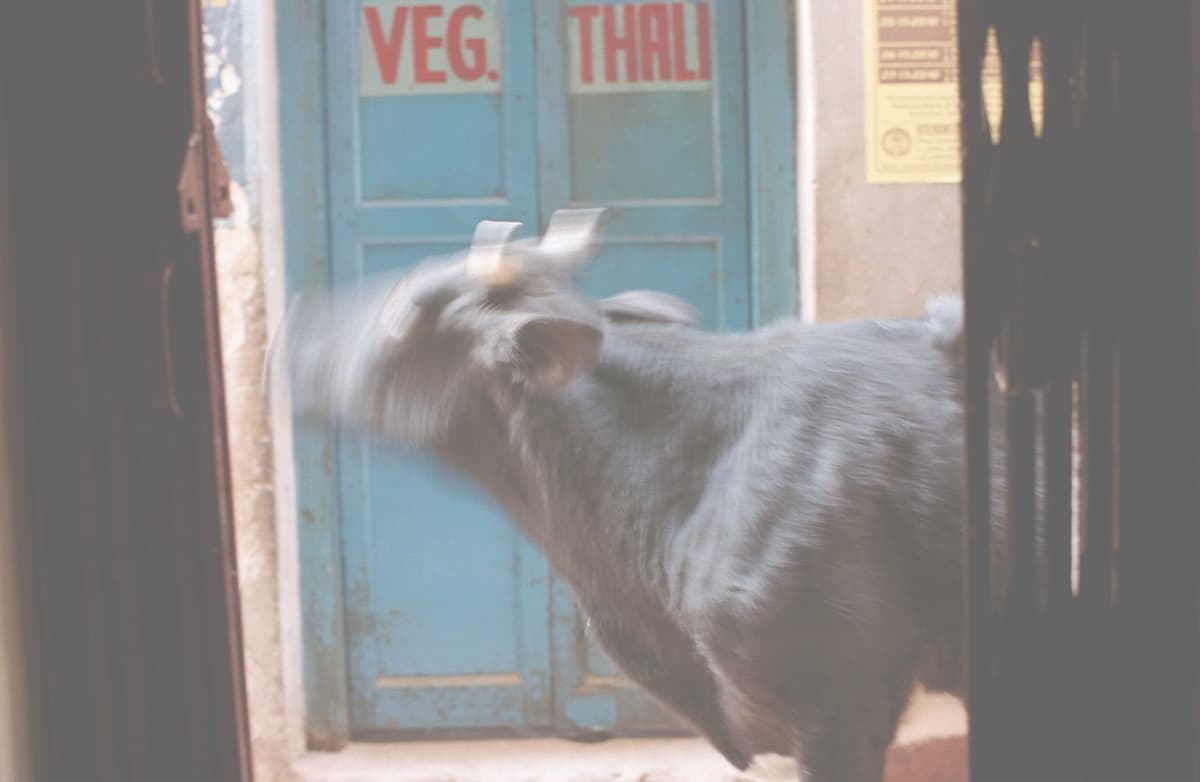 インドの旅写真_バラナシの路地の牛