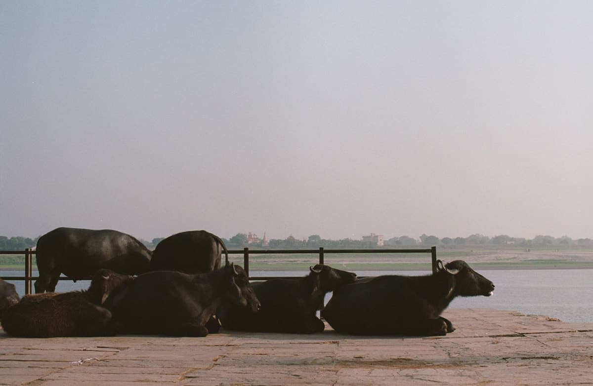 インドの旅写真_ガンジス河でくつろぐ牛達
