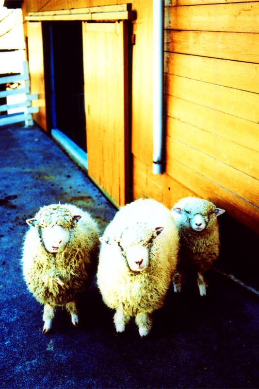 日本の旅写真_三匹の羊