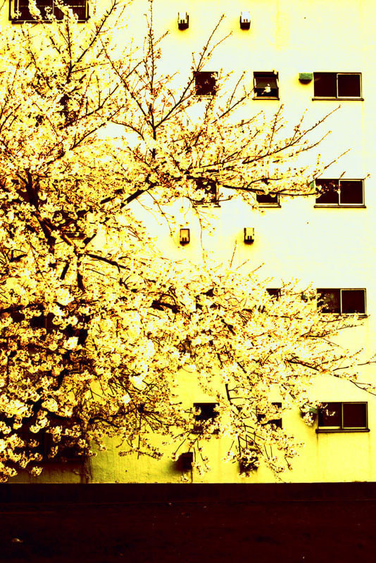 日本の旅写真_川崎の黄色い桜