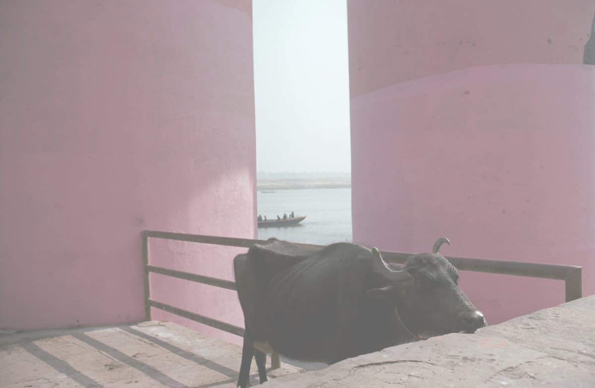 インドの旅写真_ガンジス河と牛