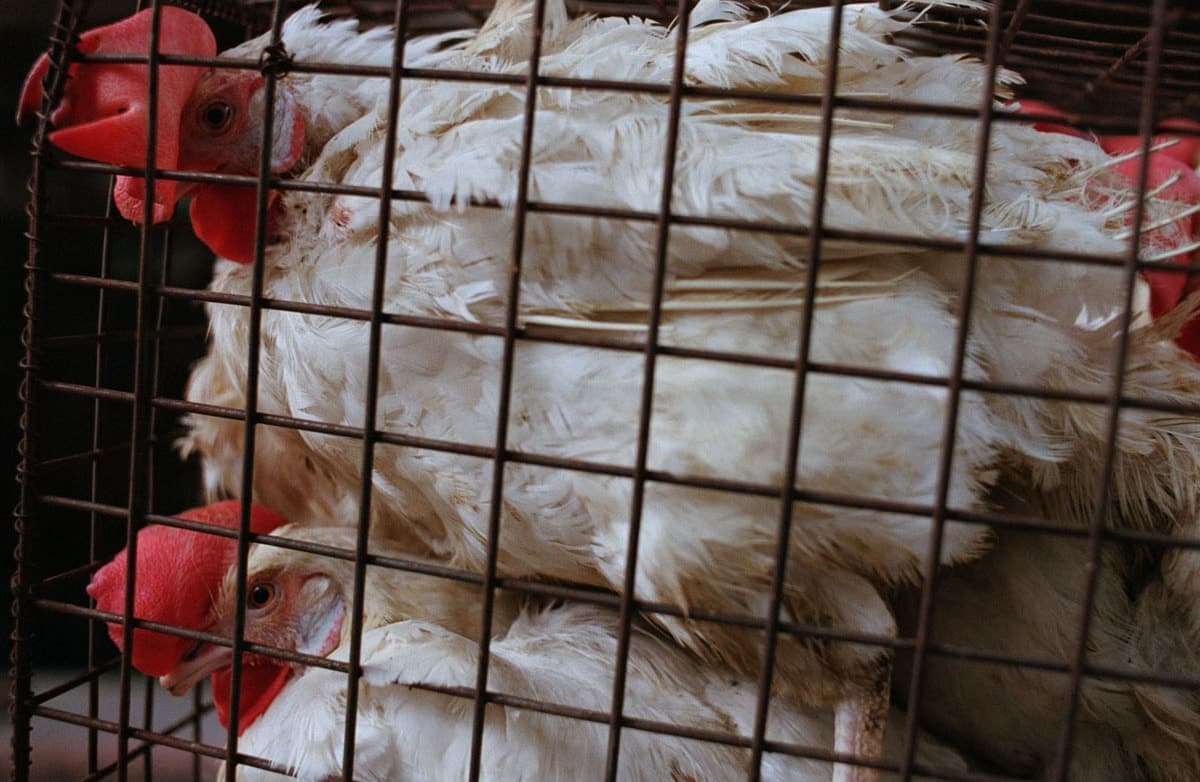 インドの旅写真_デリーの籠の中の鶏