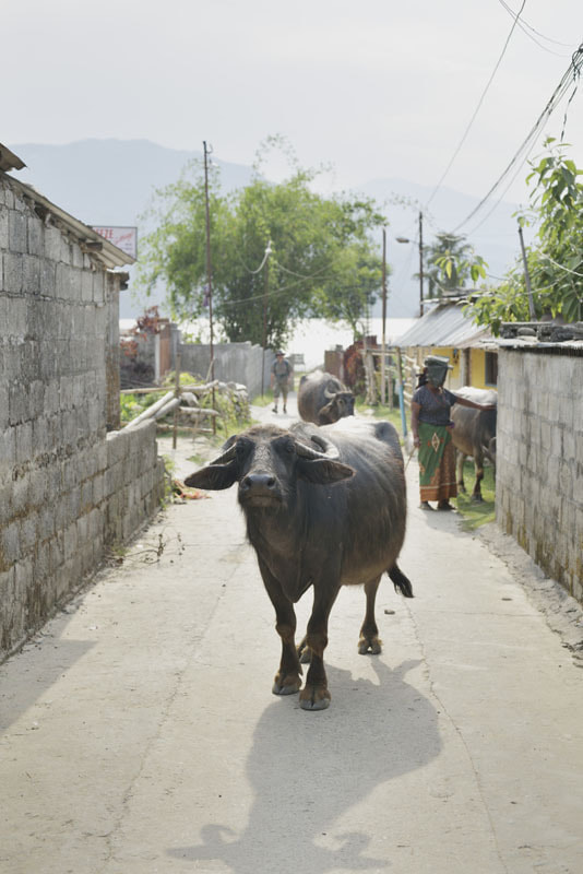 ネパールの旅写真_路地裏の牛