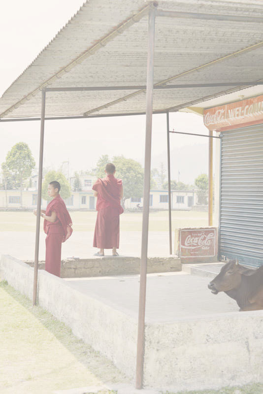 ネパールの旅写真_僧侶と牛