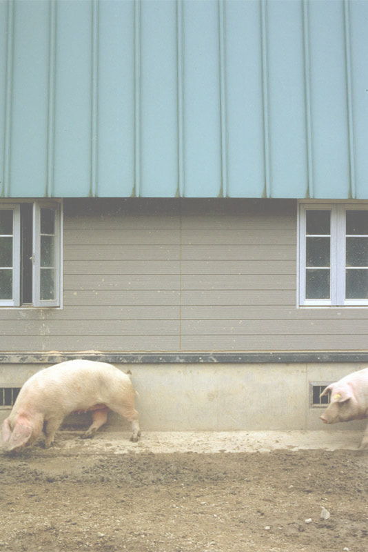 日本の旅写真_二匹の豚