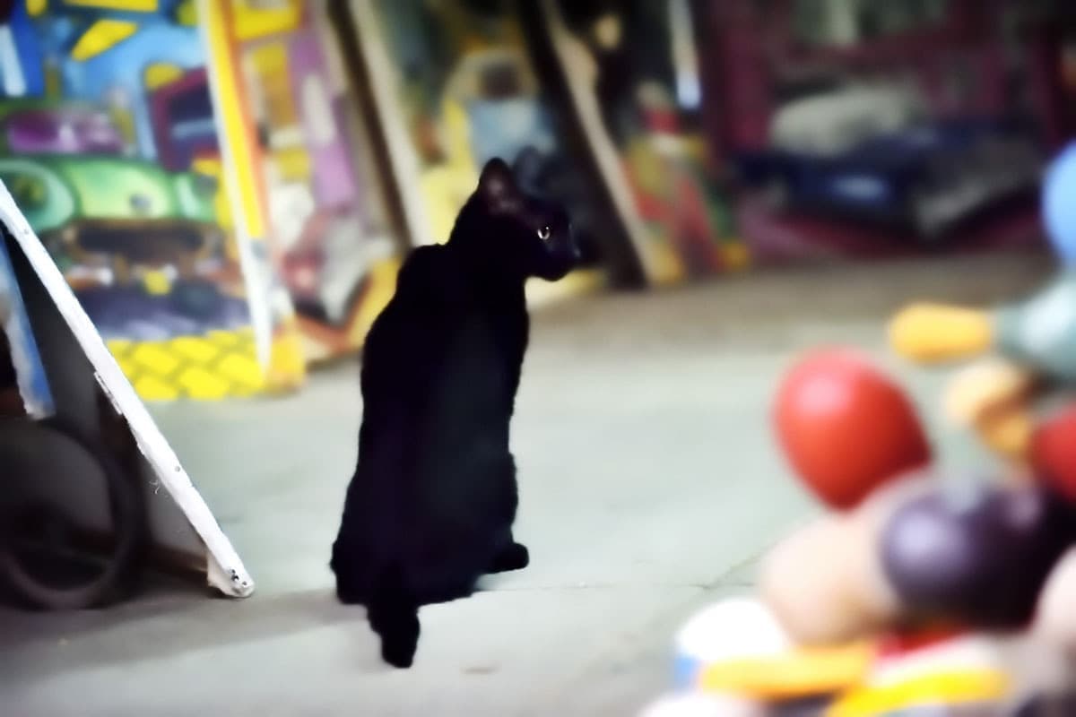 キューバの旅写真_ハバナの路地裏の猫