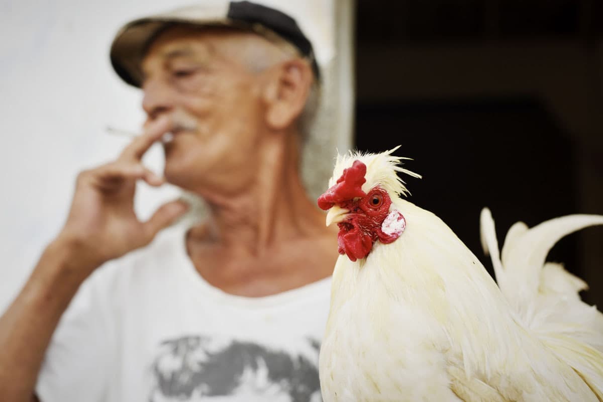 キューバの旅写真_老人と鶏