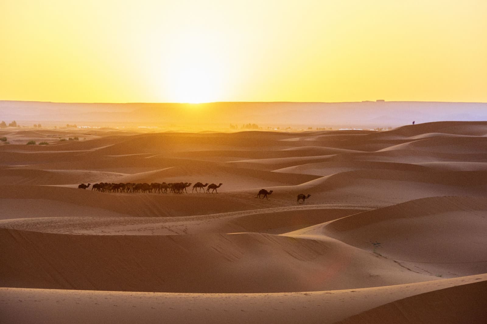 モロッコの旅写真_サハラ沙漠とラクダ01