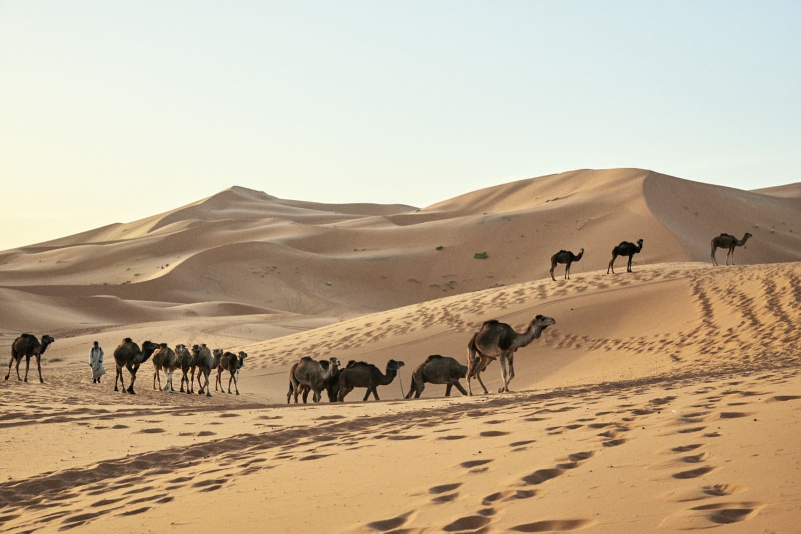 モロッコの旅写真_サハラ沙漠とラクダ02