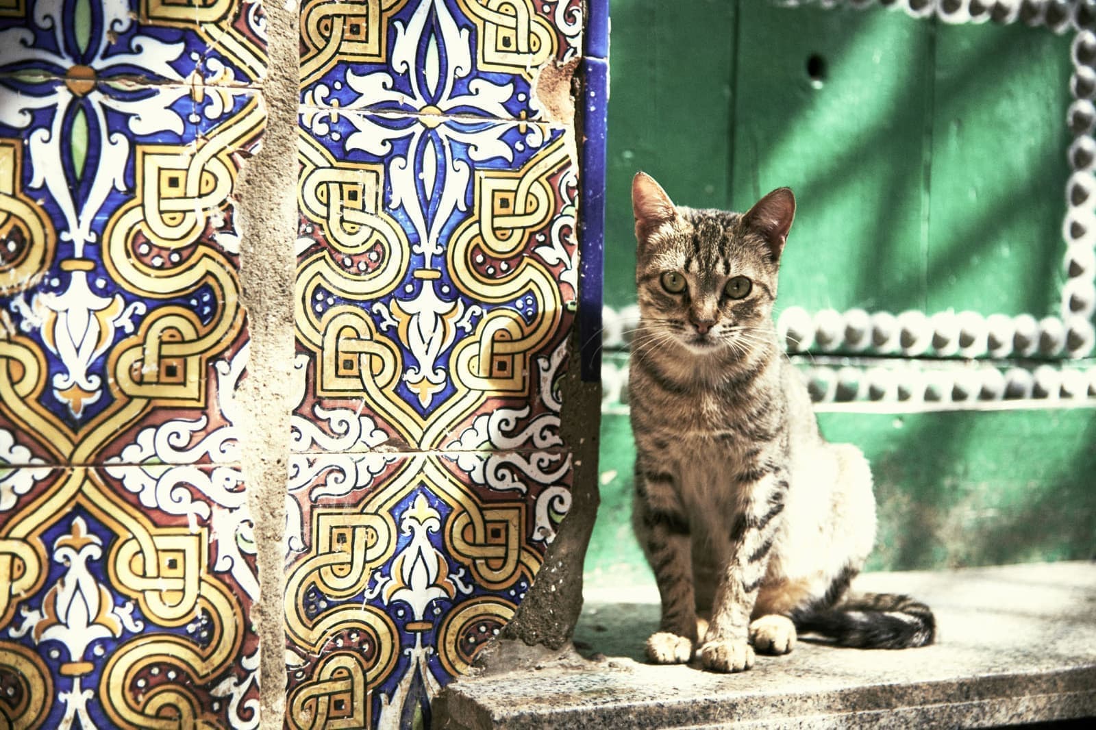 モロッコの旅写真_猫