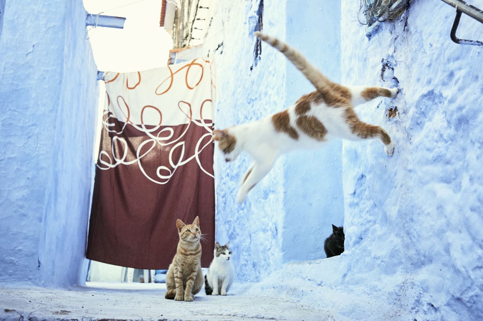 モロッコの旅写真_シャウエンの猫01