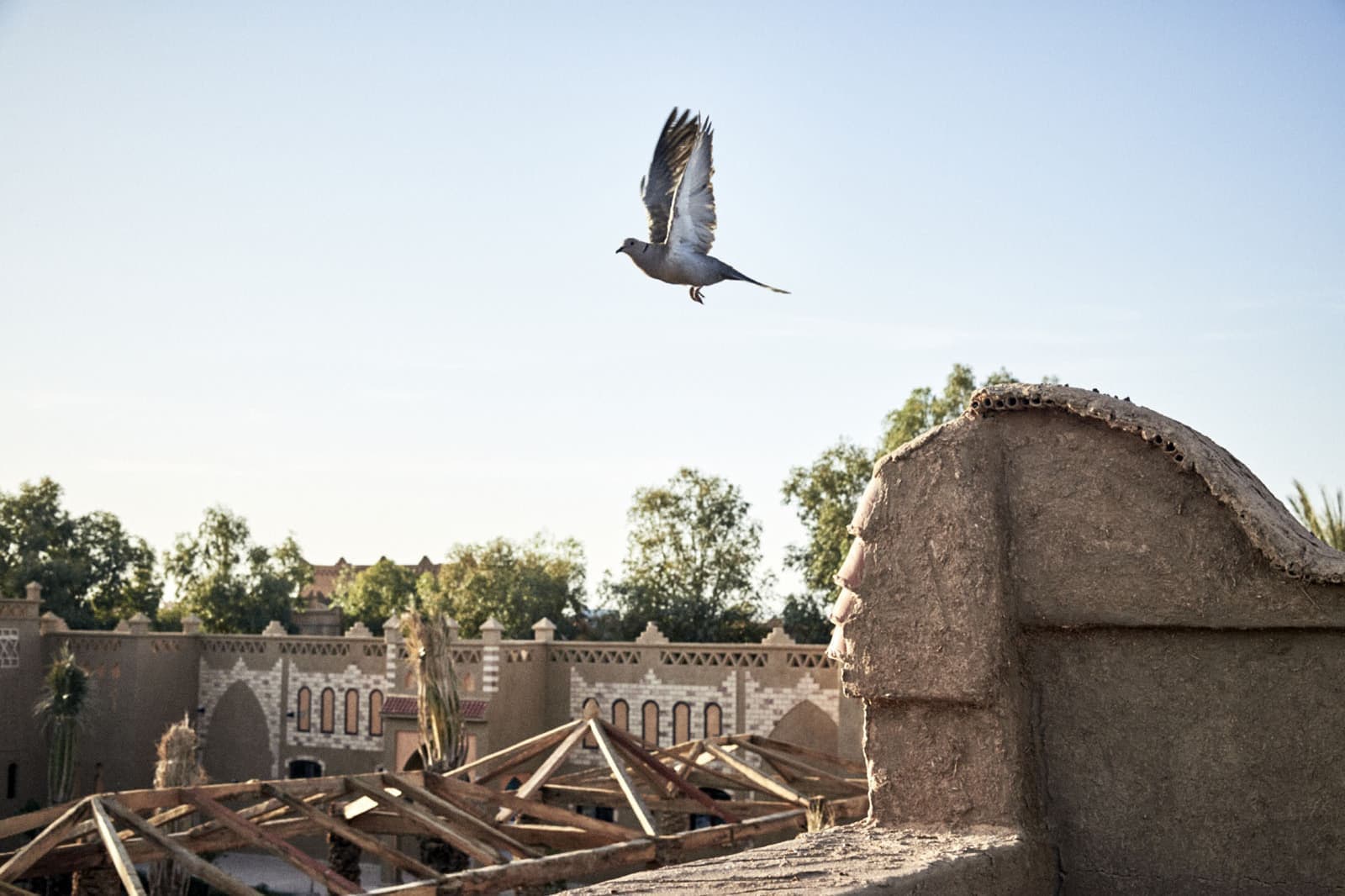 モロッコの旅写真_メルズーガの鳥